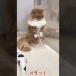 うさぎを威嚇するも無視される子猫