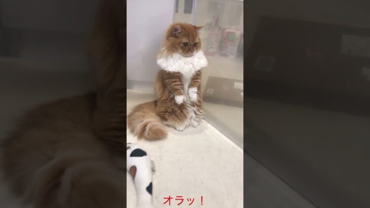 うさぎを威嚇するも無視される子猫