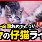 【🔴ライブ配信】ミッキー卒園&新入生🌸子猫ライブ！