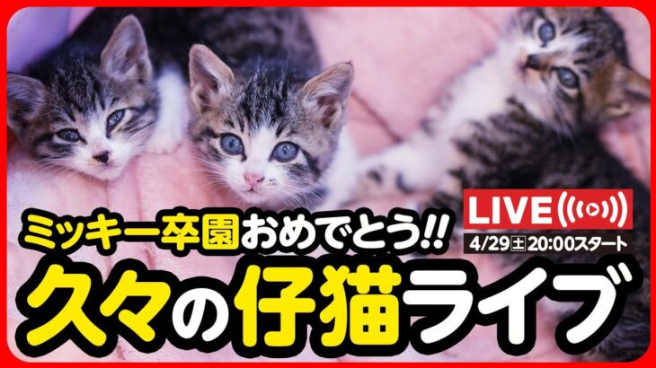 【🔴ライブ配信】ミッキー卒園&新入生🌸子猫ライブ！