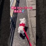 落ちた😱💦💦💦お散歩中のハプニング💦#ゆらとモカ #犬猫 #散歩