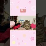 ママにゃんの昔と今 #癒し #保護猫 ち#可愛い猫 #多頭飼い #猫 #猫のいる暮らし #猫のいる生活 #キジトラ