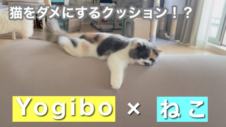 初めてのヨギボー！！猫もダメにする！？