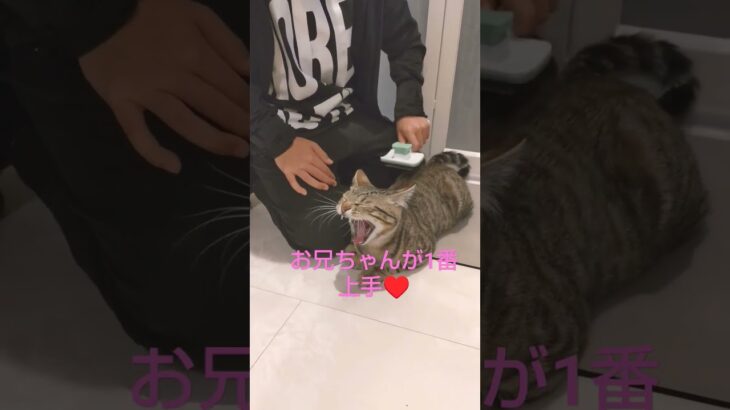 新しいブラシ✨ #猫 #保護猫 #先住猫と新入り子猫#レオン編