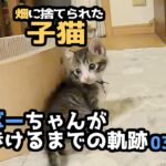 【畑に捨てられた子猫のその後】ボーちゃんが歩けるようになるまでの軌跡03