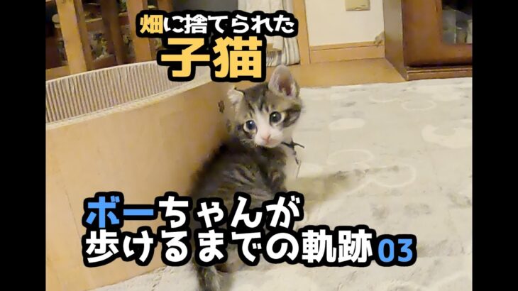 【畑に捨てられた子猫のその後】ボーちゃんが歩けるようになるまでの軌跡03