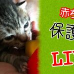 #子猫 ねころび荘 保護こ猫部屋配信202300525【保護猫】