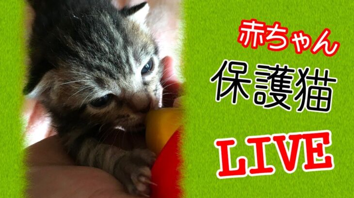 #子猫 ねころび荘 保護こ猫部屋配信202300525【保護猫】