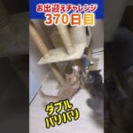 猫お出迎えチャレンジ370日目【メインクーン‘s】 #猫 #かわいい #アリスさん