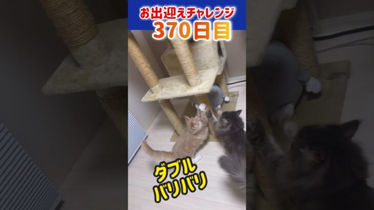 猫お出迎えチャレンジ370日目【メインクーン‘s】 #猫 #かわいい #アリスさん