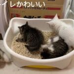 【子猫保護】ダンボールからの子猫用トイレに【記録】4にゃんわちゃわちゃ