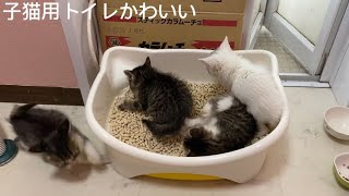 【子猫保護】ダンボールからの子猫用トイレに【記録】4にゃんわちゃわちゃ