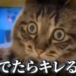 【神回】犬猫の面白動画にツッコミどころ満載なアフレコしてみたｗｗｗ【動物】【ハプニング映像】#5