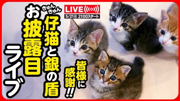 【🔴5/21(日) 20時スタート】銀の盾が届きました♪子猫いっぱい！お披露目ライブ