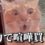 【神回】犬猫の面白動画にツッコミどころ満載なアフレコしてみたｗｗｗ【猫動画】【動物】【ハプニング映像】#9