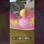 肩乗り猫リクちゃん　ボール遊びが面白い　Cat cute video　♯shorts　♯ネコおもしろ　♯ネコかわいい　♯猫おもしろ　♯猫かわいい　♯ネコ　♯猫　♯Cat cute 　♯Cat