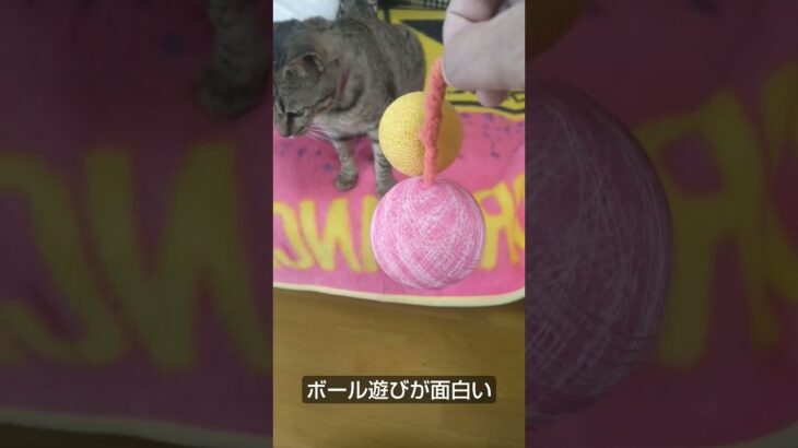 肩乗り猫リクちゃん　ボール遊びが面白い　Cat cute video　♯shorts　♯ネコおもしろ　♯ネコかわいい　♯猫おもしろ　♯猫かわいい　♯ネコ　♯猫　♯Cat cute 　♯Cat