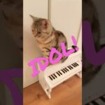 音楽にのせて猫アイドル😸💕/Here comes the cat’s idol, set to music.🎼