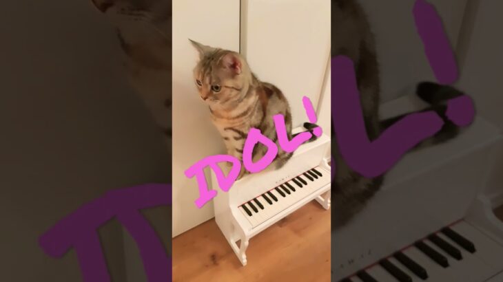 音楽にのせて猫アイドル😸💕/Here comes the cat’s idol, set to music.🎼