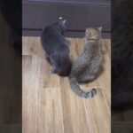 Khà khịa ghê chưa      GANGTER CAT #mèoyanghồ #mèocute #おもしろ動画猫 #おもしろ猫 #猫可愛い #ねこがいる生活 #猫好き #癒しペット #ペ