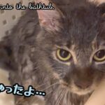 【ハプニング】お風呂に落ちてふわふわじゃなくなった子猫 Kitten fell into the bathtub.