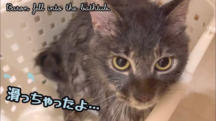 【ハプニング】お風呂に落ちてふわふわじゃなくなった子猫 Kitten fell into the bathtub.