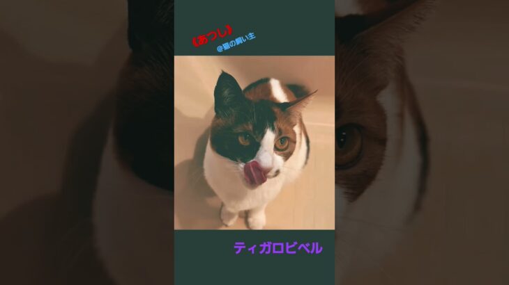 《あつし》猫の飼い主　様Twitterより　#ティガー　#ロビン　#ベル　#猫　#癒し　私の心の薬です。