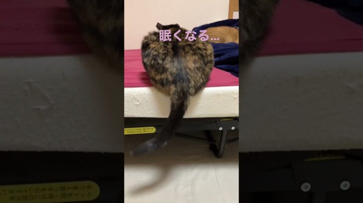 猫ちゃんのしっぽを見ていると…笑 #cat #catvideos #おもしろ動画 #かわいい #ネコ #猫動画 #cats #猫好き #cute #猫 #しっぽ #眠い#睡眠