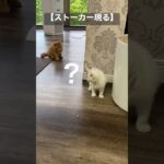 【閲覧注意】可愛くてもストーカー😅 #cat #衝撃映像 #ハプニング #猫動画 #ペット #shorts