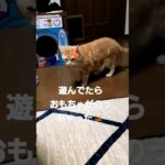 ハプニング起きちゃった猫#ショート#猫  #cat #shorts