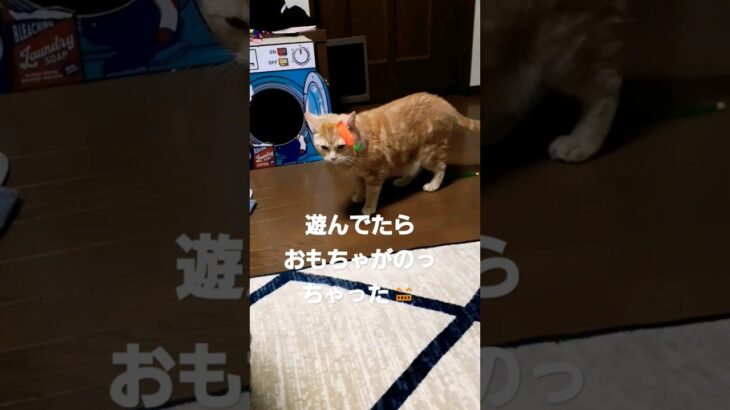 ハプニング起きちゃった猫#ショート#猫  #cat #shorts