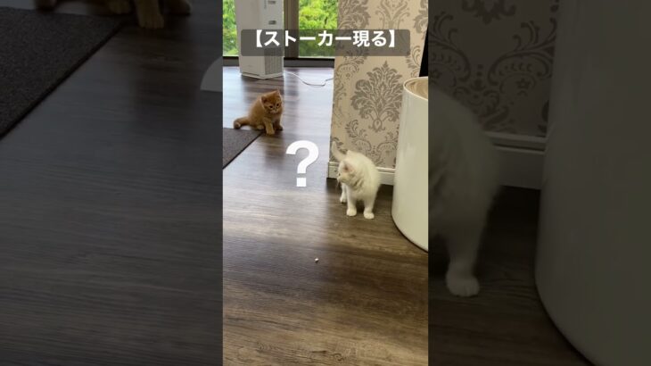 【閲覧注意】可愛くてもストーカー😅 #cat #衝撃映像 #ハプニング #猫動画 #ペット #shorts