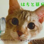 はちとルドルフ#猫 #hachi #cat #はち #子猫 #癒し #癒し #猫のいる暮らし