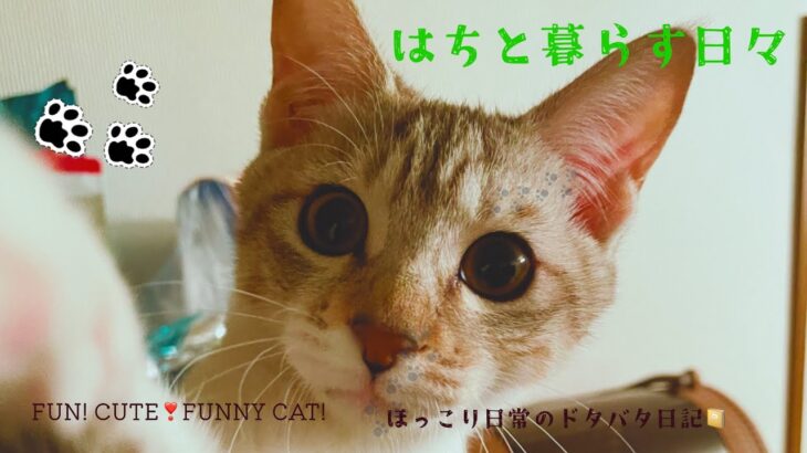 はちとルドルフ#猫 #hachi #cat #はち #子猫 #癒し #癒し #猫のいる暮らし