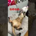 小春のなめなめ攻撃！part2 #子猫 #癒し #多頭飼い #仲良し #保護猫 #cats