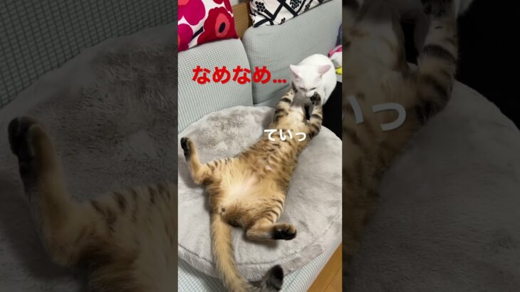 小春のなめなめ攻撃！part2 #子猫 #癒し #多頭飼い #仲良し #保護猫 #cats