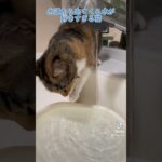 水が好きすぎる猫#short #short #shortvideo #猫 #cat #かわいい猫 #かわいい #cutecat #おもしろ #面白い