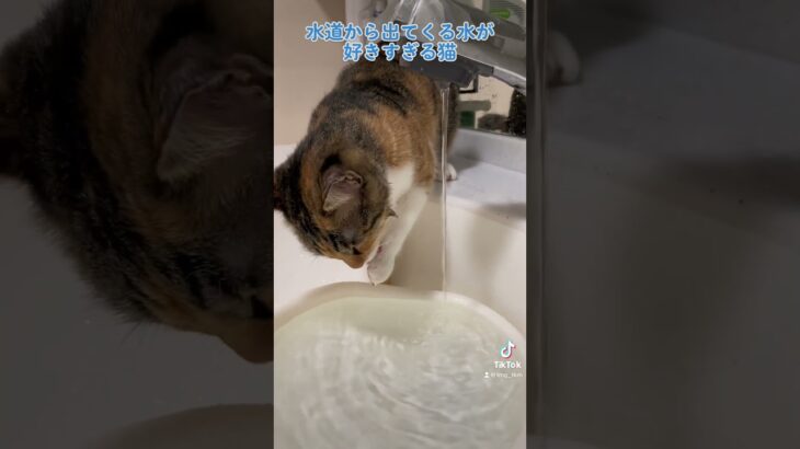 水が好きすぎる猫#short #short #shortvideo #猫 #cat #かわいい猫 #かわいい #cutecat #おもしろ #面白い