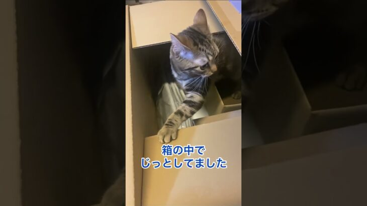 箱の中で落ち着いてた子猫#shorts #アメリカンショートヘア #子猫