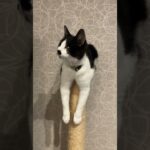 【ハプニング？！】爪とぎポールに猫が刺さってしまいました#shorts