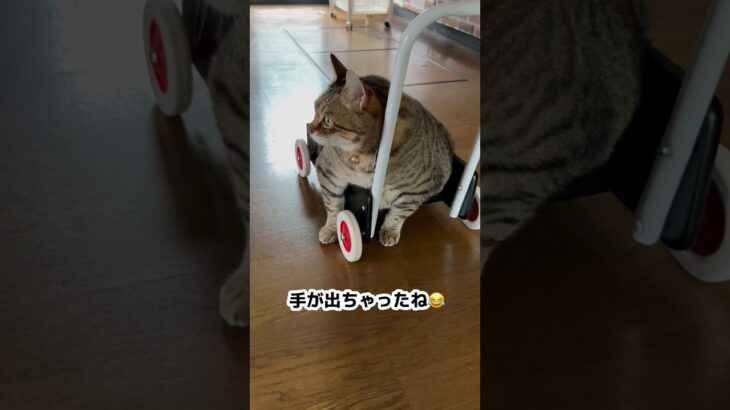 パンちゃん手押し車に乗れるかな？#shorts #cat #猫おもしろ動画 #猫のパンちゃん #猫 #pet