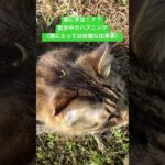 【虫注意】猫の散歩でハプニング！