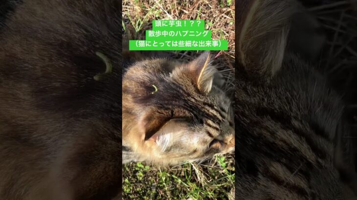 【虫注意】猫の散歩でハプニング！