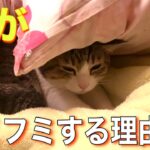 一晩で変身をとげた猫