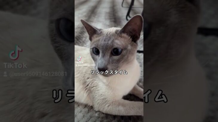 やることがなくて暇な猫 #シャム猫 #猫 #猫かわいい #猫のいる暮らし #猫好きさんと繋がりたい