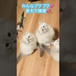 サイベリアン子猫の遊び💕 #サイベリアン #子猫 #ネヴァマスカレード #猫