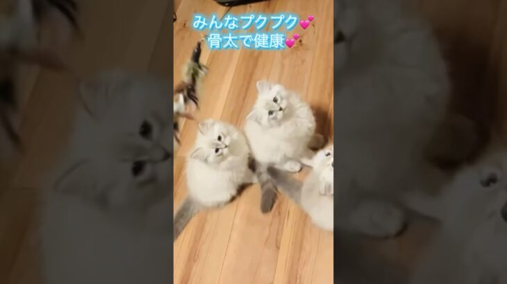 サイベリアン子猫の遊び💕 #サイベリアン #子猫 #ネヴァマスカレード #猫