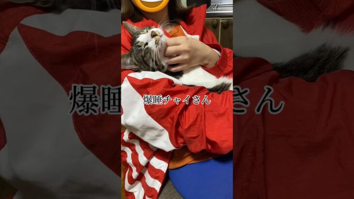 無抵抗な子猫