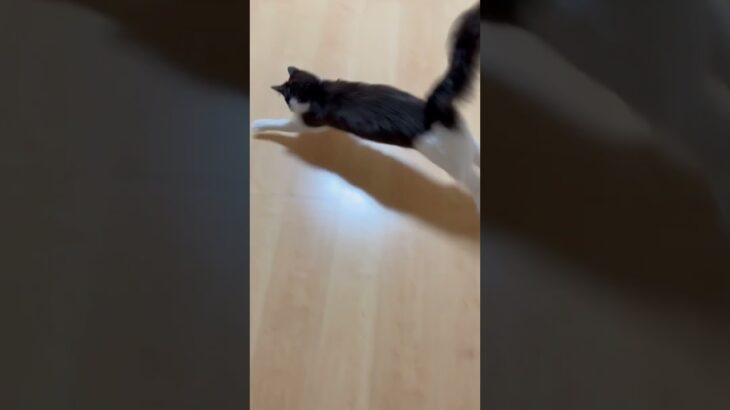 猫と暇つぶし #ねこのいる生活 #ねこ動画 #猫 #おもしろ