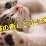 猫を飼うことによる癒しと心の浄化